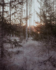 Observations, Knits and Essays from the Forest