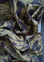 Lichen