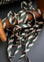 DOUBLE FOLD BIAS BINDING, Harvest Stripe